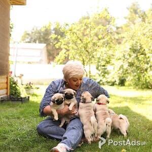 Pug puppies for sale | PostAds PH