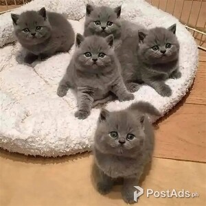 British shorthair kittens | PostAds PH