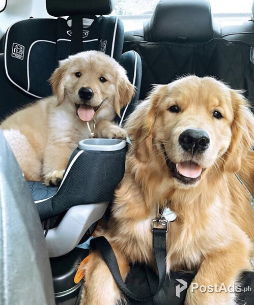 Golden retriever puppies for sale 