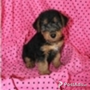 welsh terrier puppies | PostAds PH