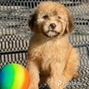 whoodle puppies | PostAds PH
