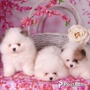 pomeranian puppies | PostAds PH