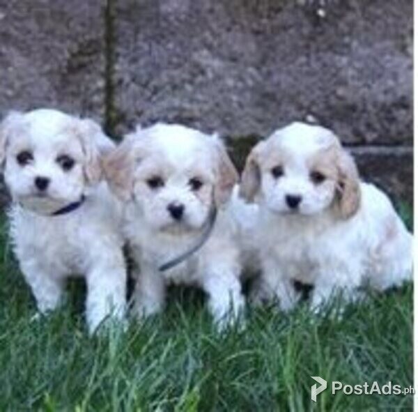 cavachon puppies