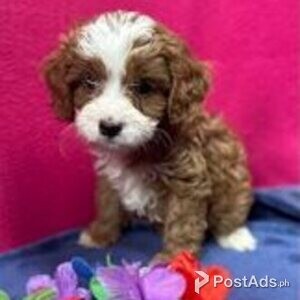 cavapoo puppies | PostAds PH