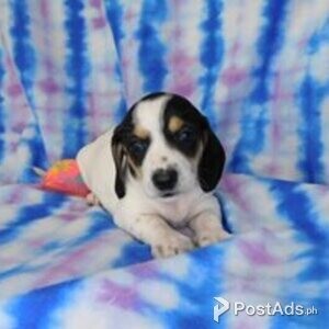 dachschund puppies | PostAds PH