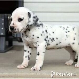 dalmatian puppies | PostAds PH