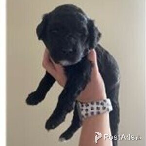 adorable goldendoodle puppies | PostAds PH
