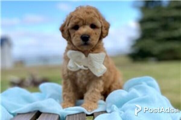 goldendoodle puppies