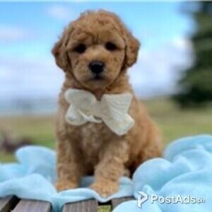 goldendoodle puppies | PostAds PH
