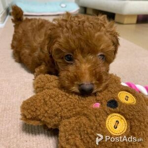 Beautiful Toy poodle puppies, | PostAds PH