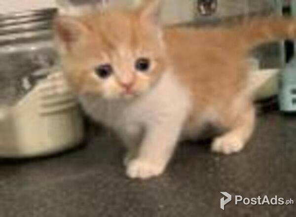exotic shorthair