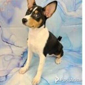 basenji puppies | PostAds PH