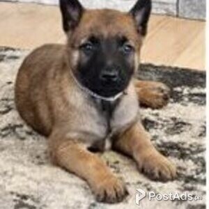Belgian malinois puppy | PostAds PH