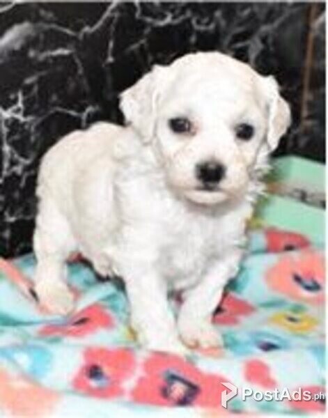 bichon frise