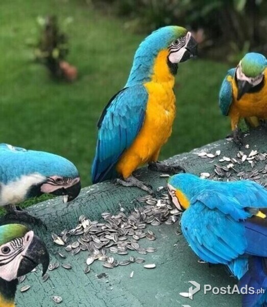 Blue and Gold Macaw parrots For adoption