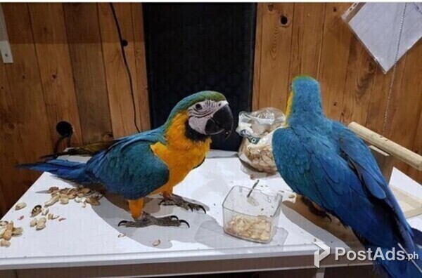 Blue and Gold Macaw parrots available now