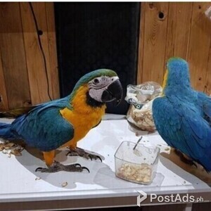 Blue and Gold Macaw parrots available now | PostAds PH