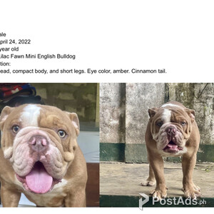 Rehoming English Bulldog | PostAds PH