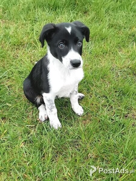 9 weekold border collie puppy
