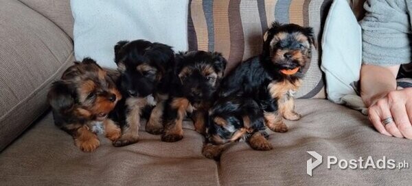 Litter 5 adorable Merle Yorkshire Terriers!