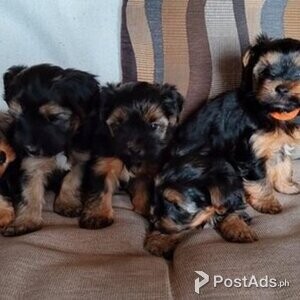 Litter 5 adorable Merle Yorkshire Terriers! | PostAds PH