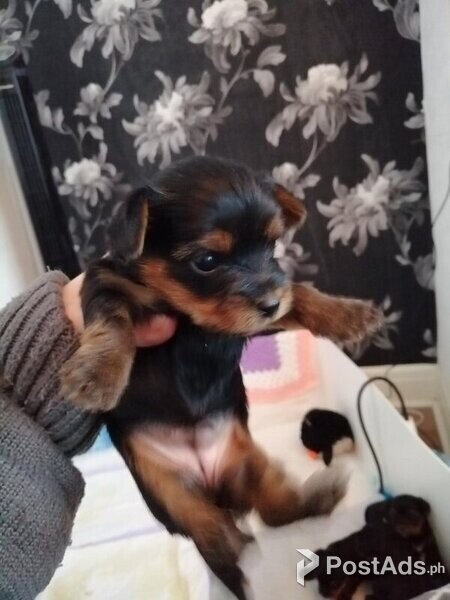 Miniature yorkshire terrier x biewer terrier