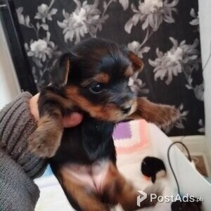 Miniature yorkshire terrier x biewer terrier | PostAds PH