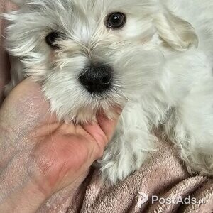 Pure blood Maltese boy and girl puppys for sale | PostAds PH