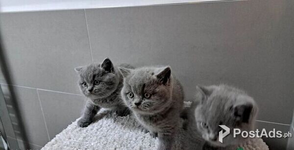rehome male and female bsh kittens