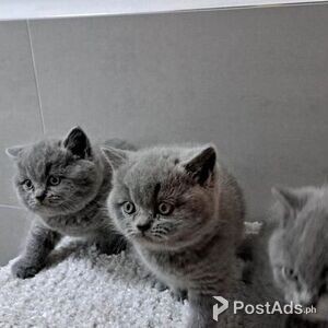rehome male and female bsh kittens | PostAds PH
