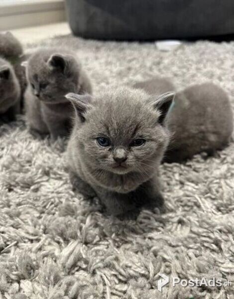 chunky healthy kittens