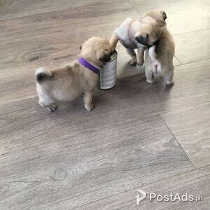 Kc Registered Amazing Pups. | PostAds PH