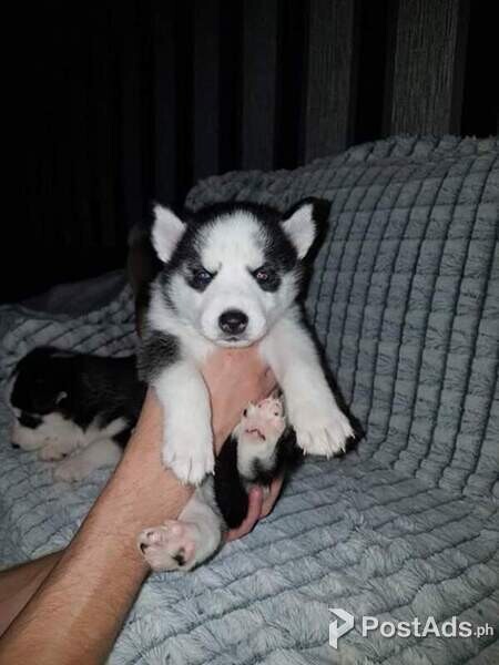 Husky pups