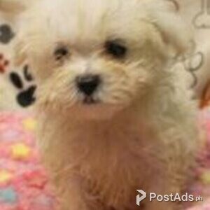 maltese puppies | PostAds PH