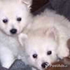 spitz puppies | PostAds PH