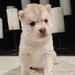 siberian husky | PostAds PH