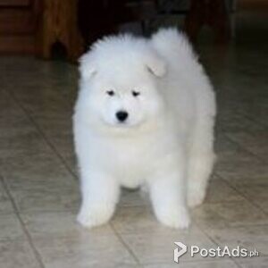 samoyed puppies | PostAds PH