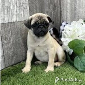 pug puppies | PostAds PH
