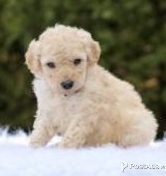 labradoodle puppies