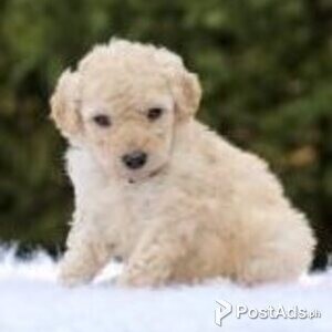 labradoodle puppies | PostAds PH