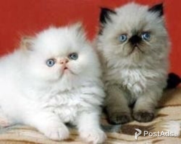 himalayan kittens