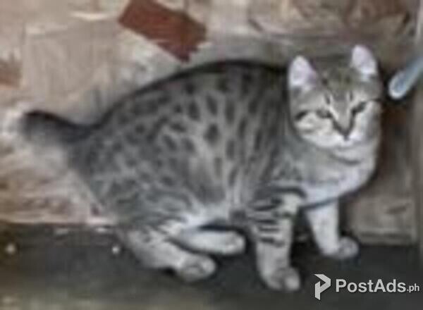 highlander kittens