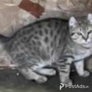 highlander kittens | PostAds PH