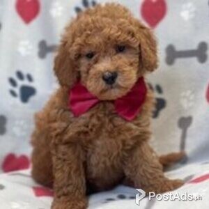 goldendoodle | PostAds PH