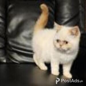 exotic shorthair | PostAds PH