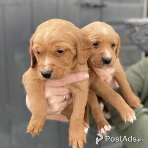 Labrador puppies with PCCI Papers | PostAds PH