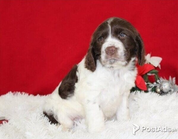 English Springer Spaniel Puppies with PCCI Papers