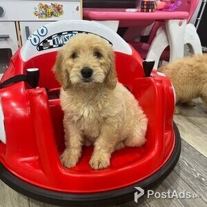 Goldendoodle Puppies with PCCI Papers | PostAds PH