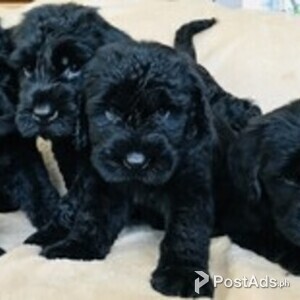 Giant Schnauzers Puppies with PCCI Papers | PostAds PH