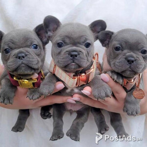 French Bulldog puppies with PCCI Papers | PostAds PH